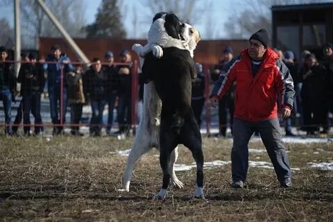 Алабай бойцовская