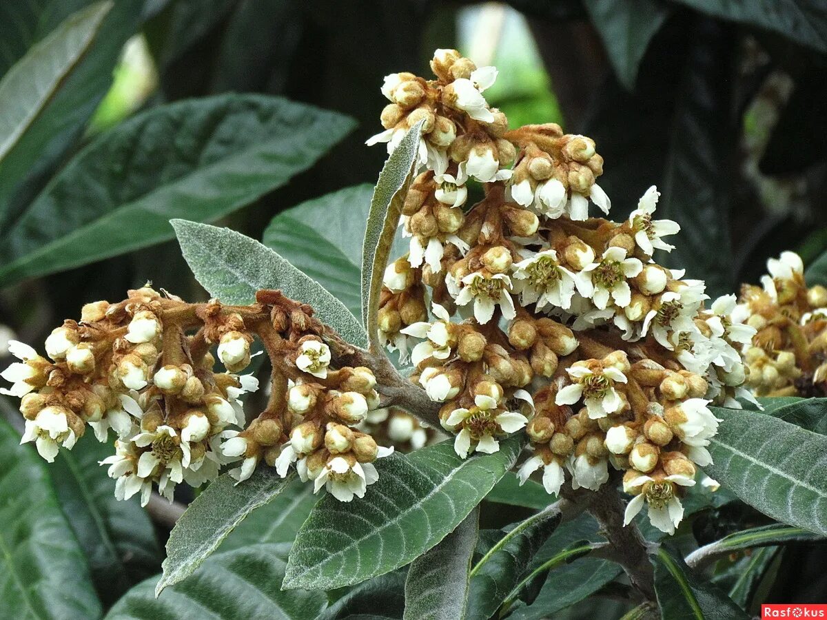 мушмула цветение. мушмула японская цветет. дерево мушмулы цветет. мушмула цветение. мушмула японская цветение.