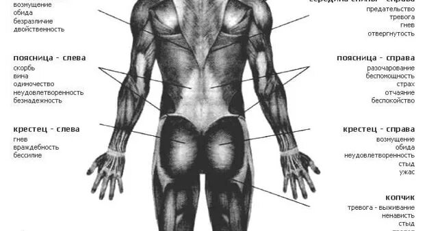 Психосоматика левая сторона у женщин. Зажимы в спине психосоматика. Мышечные зажимы в теле. Спина части тела. Мышцы психосоматика.