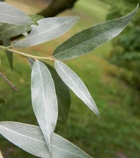 Лист ивы