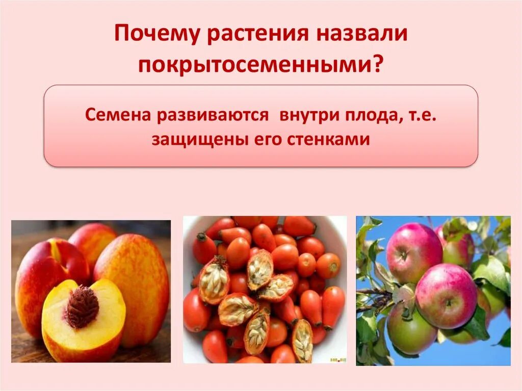 Семена покрытосеменных развиваются. Покрытосеменные растения. Особенности строения покрытосеменных. Семена развиваются внутри. Значение покрытосеменных в природе.