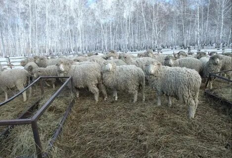 Овцеводство как бизнес для начинающего фермера