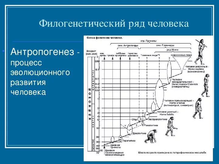 Антропогенез это процесс формирования человека. Основные стадии антропогенеза 11 класс биология. этапы антропогенеза схема. этапы антропогенеза 11 класс. хронология эволюции человека антропогенез.