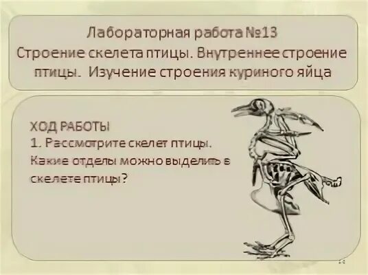 Исследование особенностей скелета птицы лабораторная работа 8