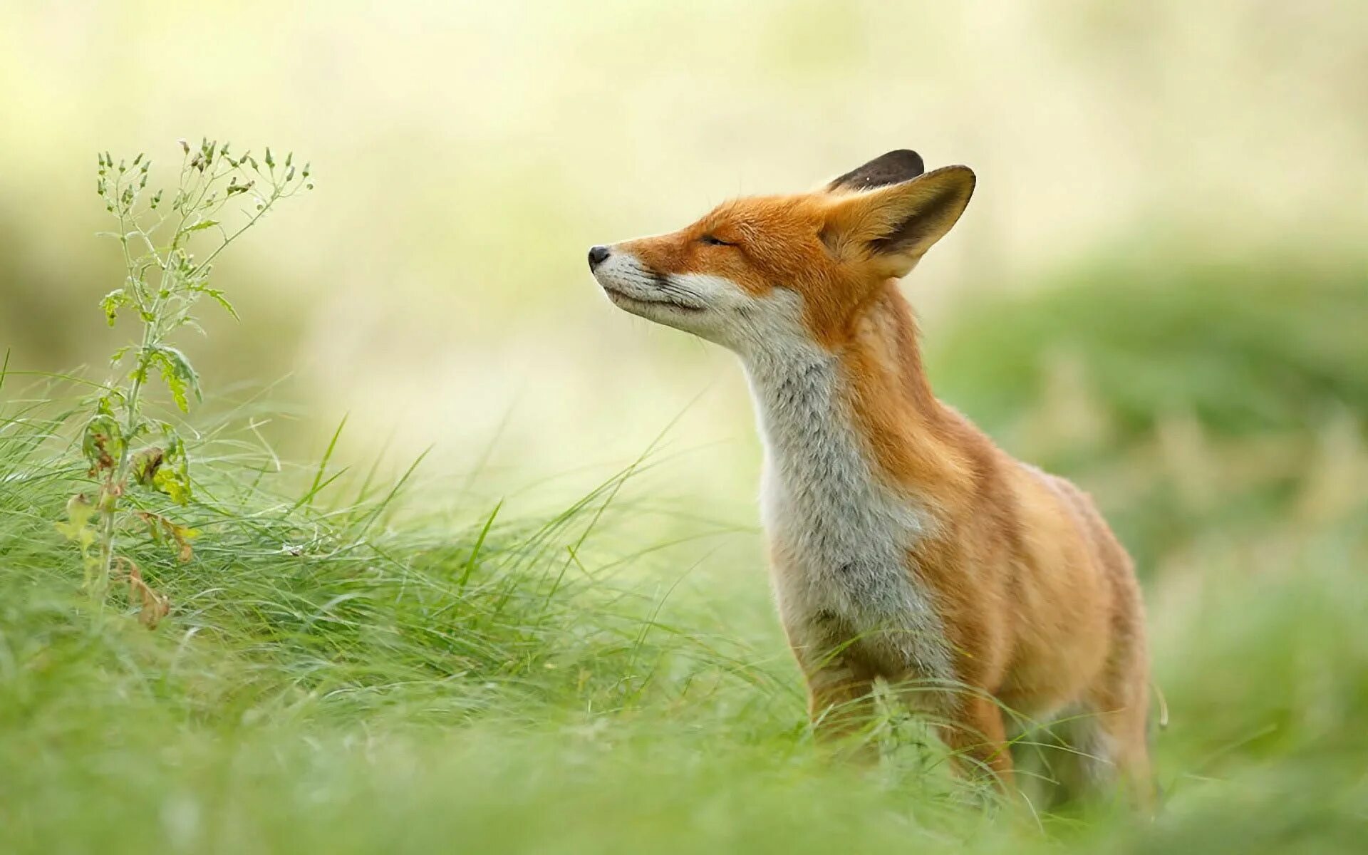 Лиса. Fox wild