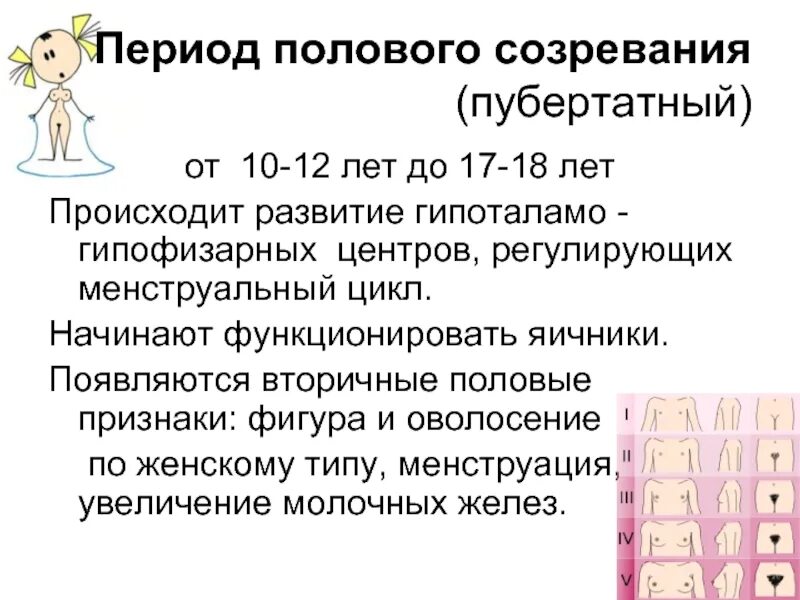 Этапы полового развития мальчика. Половое развитие девочек. Этапы полового развития девочки. Пубертатный период половое созревание. Половое развитие мужчин