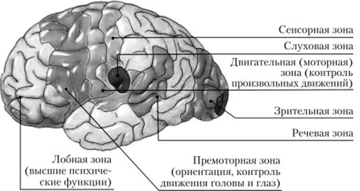 Где расположен центр произвольных движений