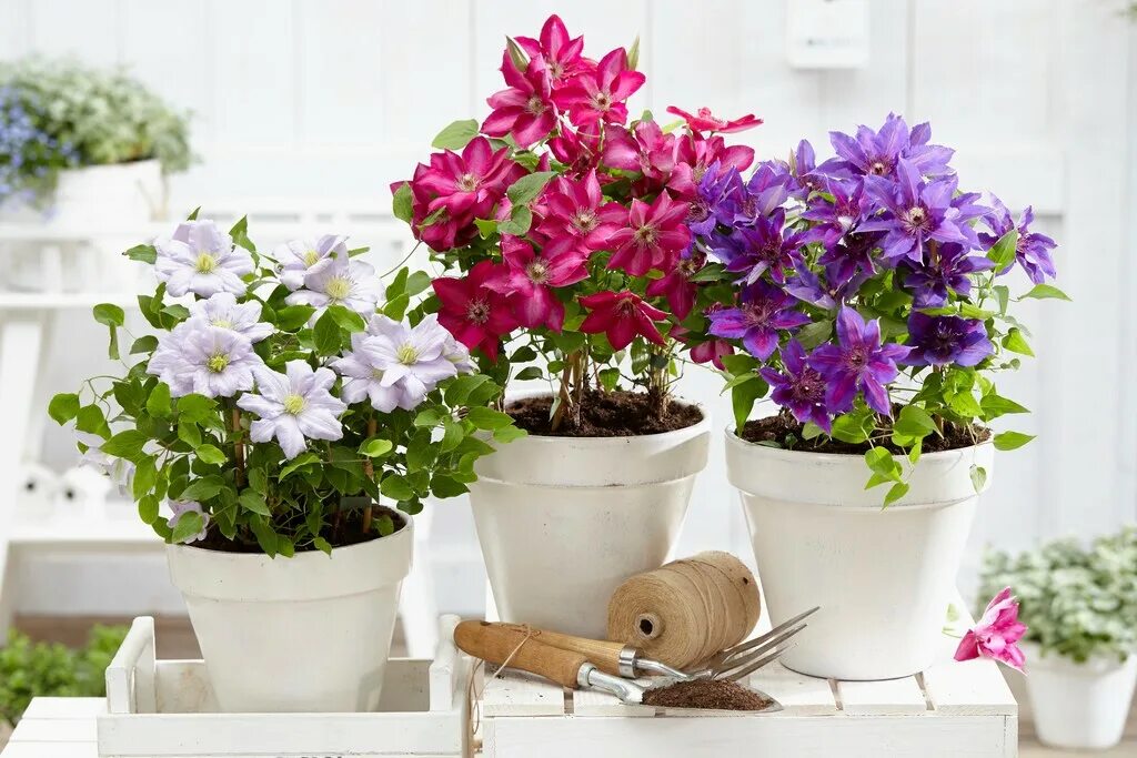 клематис и ипомея. низкорослый клематис опора. клематис в кашпо. клематис президент в горшке. клематис виктория - в горшке.