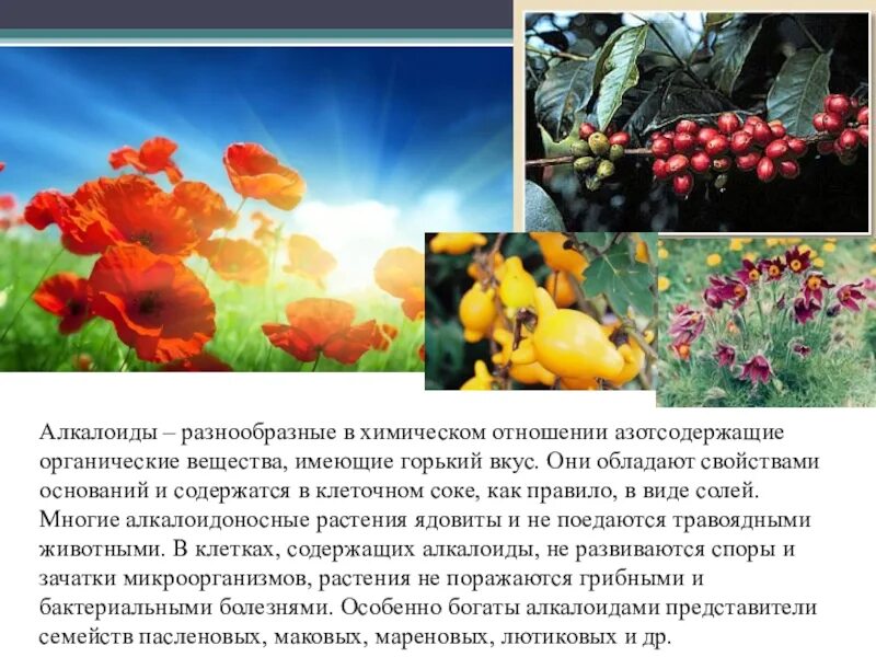 Алкалоид в растениях семейства пасленовых. Алкалоиды фото. Алкалоиды в клетках растений. Алкалоиды растительной клетки. Алкалоидоносные растения.