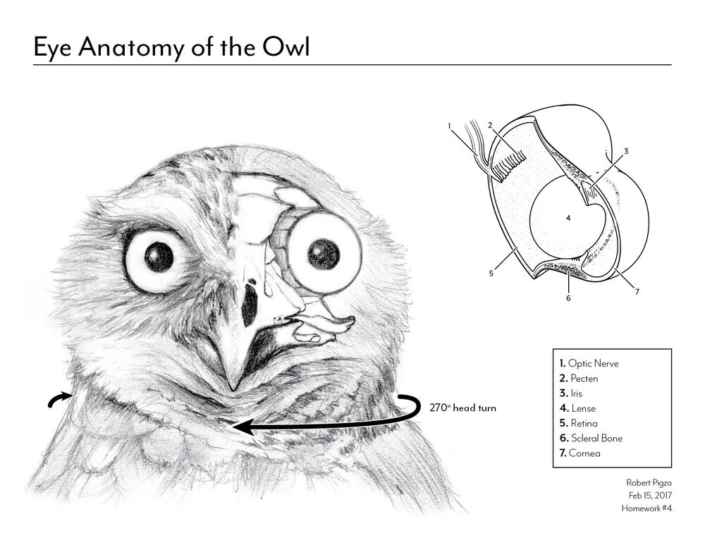 Структура глаза птицы. Строение глаза Совы. Филин внутреннего строения. Глаз Совы анатомия. Строение головы Совы.