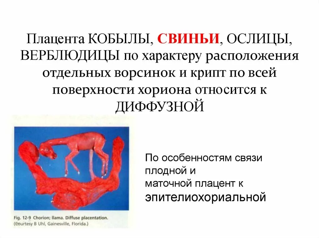 Осмотр последа алгоритм. Отслойка плаценты протокол. Методика осмотра последа. Осмотр материнской поверхности плаценты. Признаков отделения плаценты (шредера, кюстнера–чукалова, альфельда.
