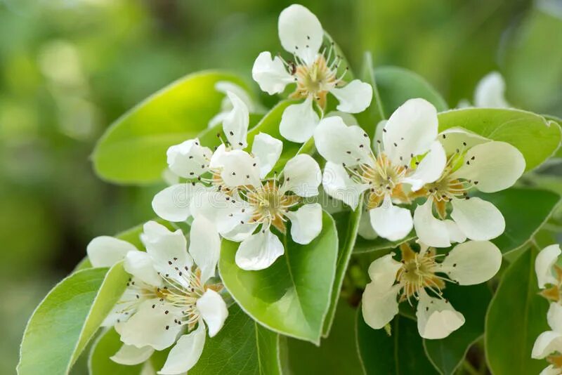 Ветви груши с цветами красивое. Яблоневый цвет (apple blossom) роза. Любовь расцветающая цветами груши читать. Любовь расцветающая цветами груши читать. Цветущая веточка и храм.