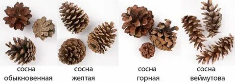Почему мало шишек