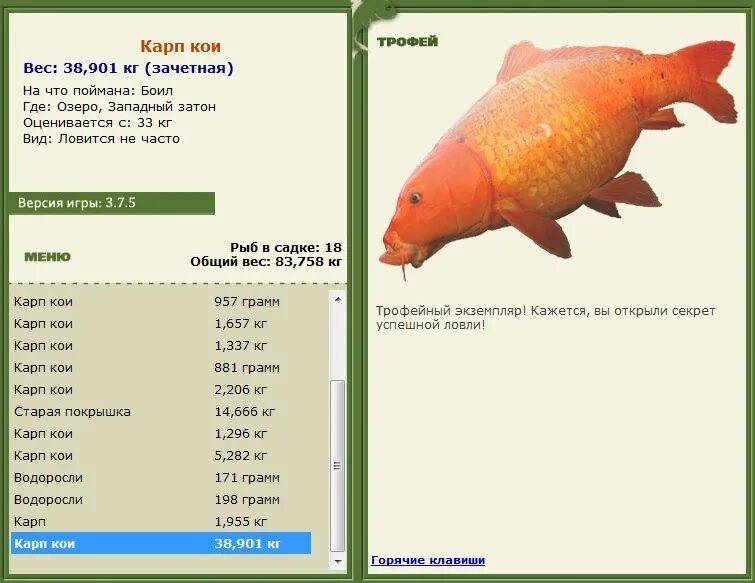 средний размер карпа. сколько лет карпу. средний вес карпа. рыбы из семейства карповых список. средний размер карпа.