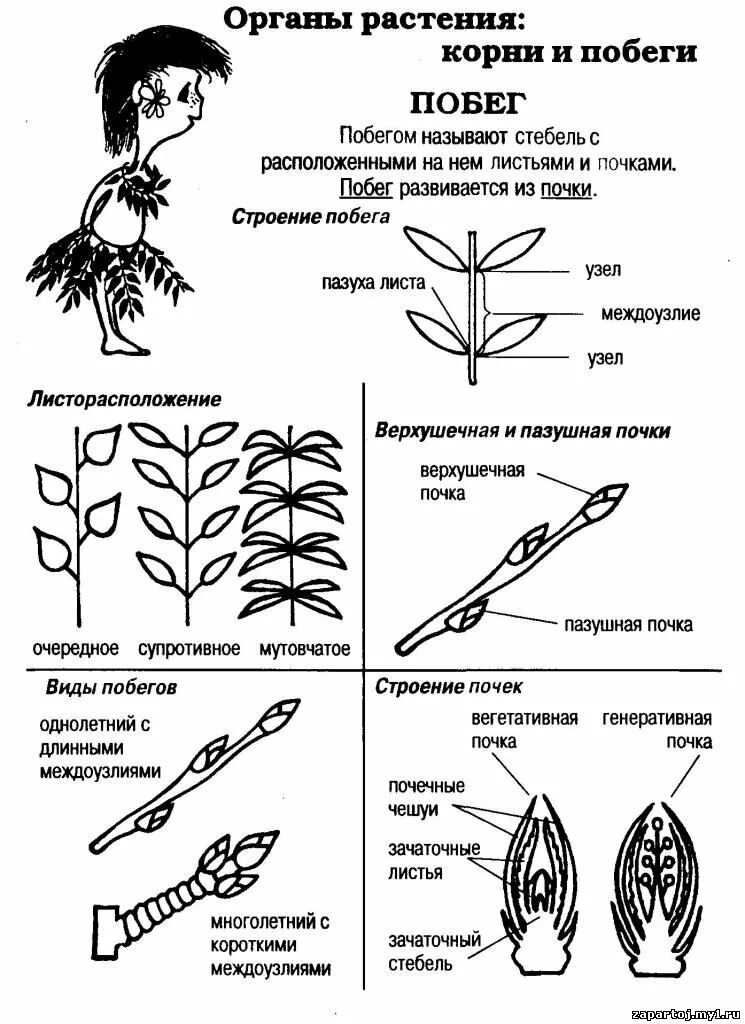 Биология егэ читать. Схемы растения ЕГЭ биология. ЕГЭ строение растения схема. Биология растения в таблицах и схемах. Строение растений ЕГЭ биология.