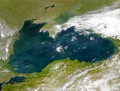 Большая белая в черном море