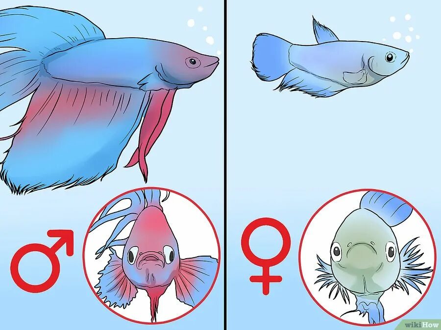 Гуппи самец и самка. Как отличить рыбу мальчика от девочки. Как узнать пол рыбки петушка. Рыба петушок самец или самка. Гуппи рыбки самки и самцы.