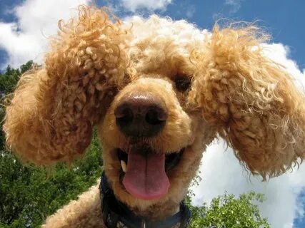 Poodle