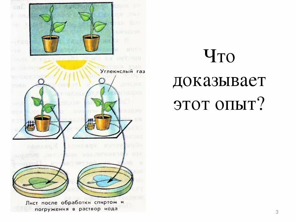 Рассмотрите изображенный опыт. Дыхание растений 6 класс биология опыт. Опыт доказывающий дыхание растений рисунок. Опыт по биологии 6 класс дыхание растений. Дыхание растений опыт демонстрирующий дыхание растений.