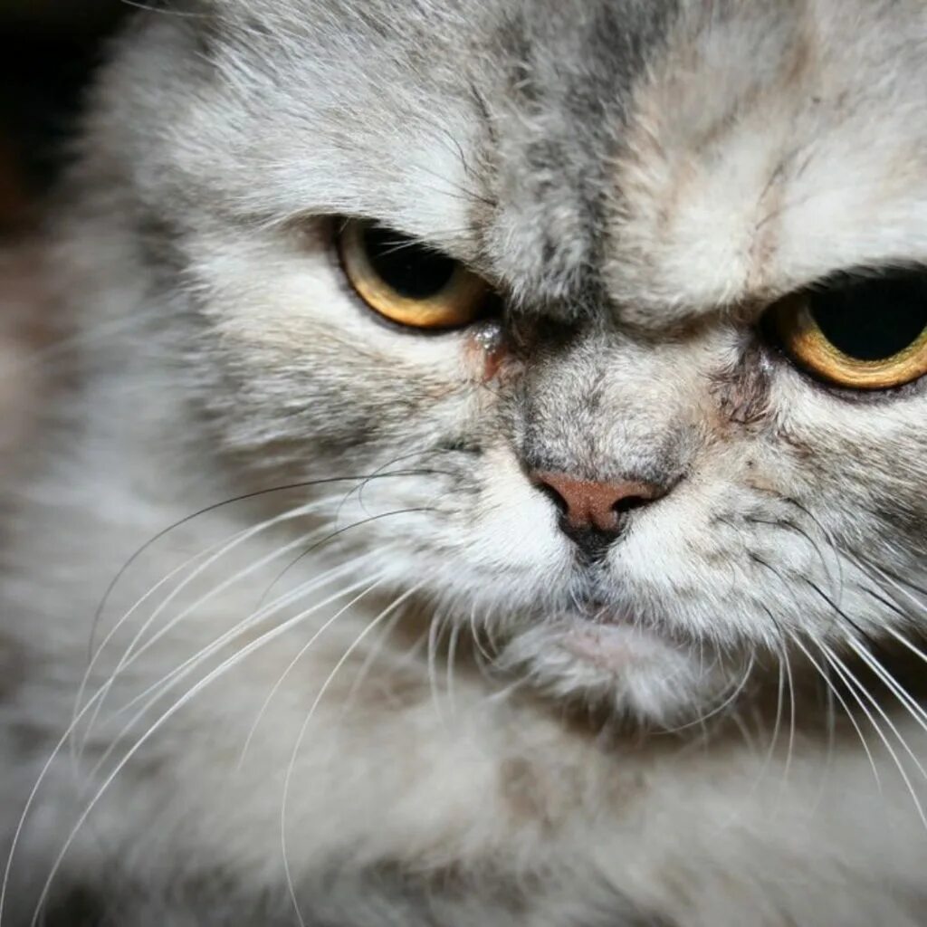 Злобный кот. Злой кот. Злобный котенок. Недовольный кот. Кот со злой мордой.