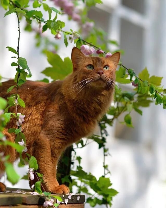 Темно рыжий кот