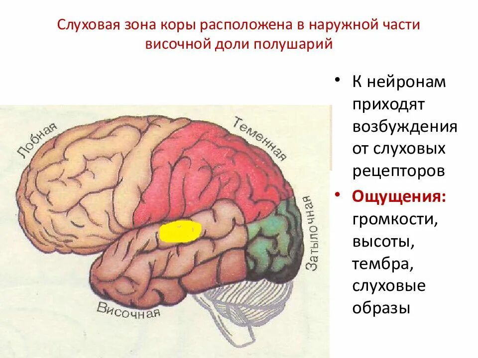 Зона коры головного мозга слухового анализатора. Функции слуховой зоны головного мозга.