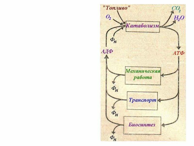 Где происходит окисление клетки. Терминальная фаза биологического окисления биохимия. биологическое окисление биохимия схема. биологическое окисление в клетках происходит по схеме:.