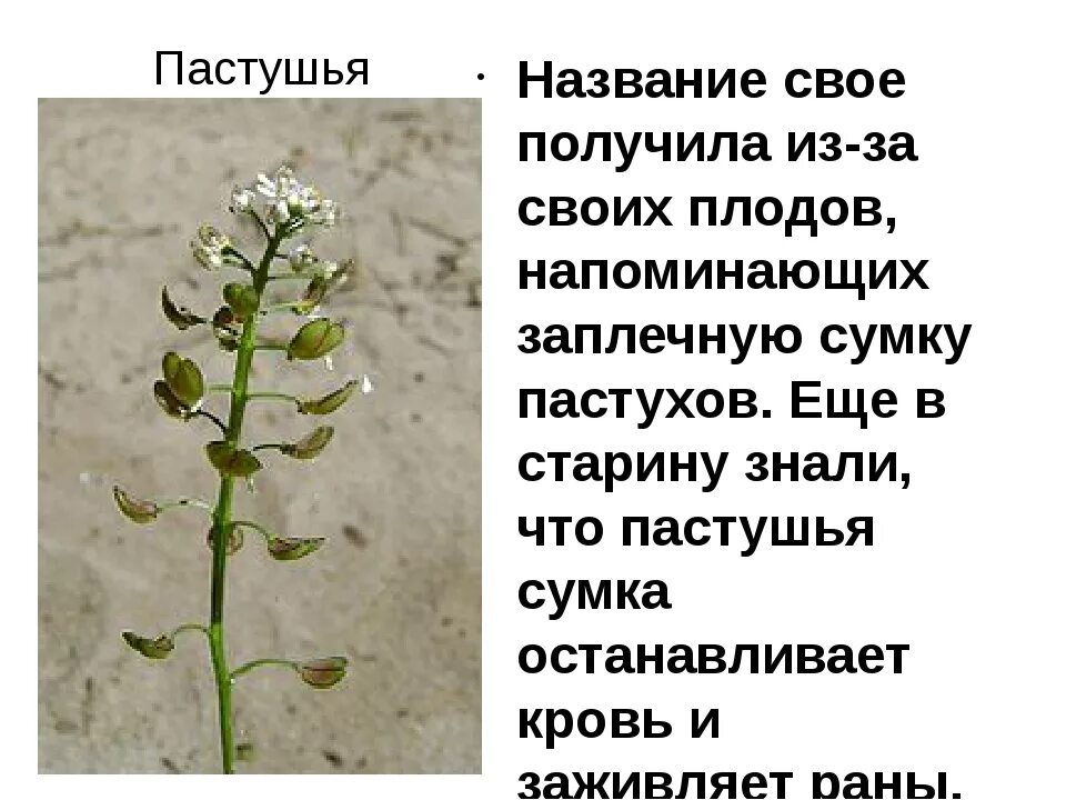 Пастушья сумка описание - CoffeePapa.ru