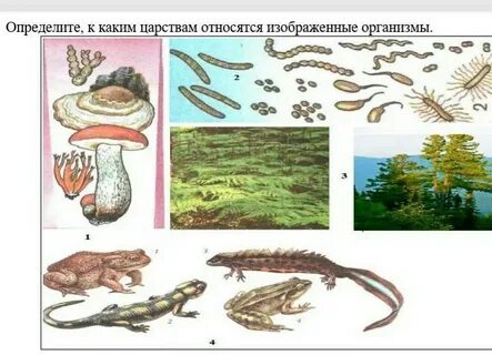 К какому царству относятся организмы