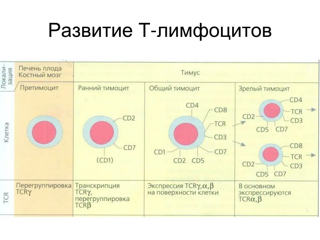 Развитие лимфоцитов