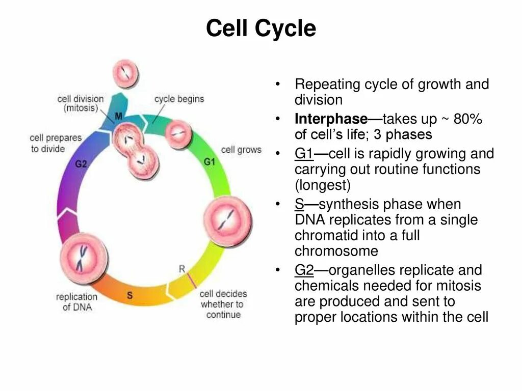 Клеточный цикл гистология. Cell cycle. cell life cycle. cell cycle phases. клеточный цикл картинки.