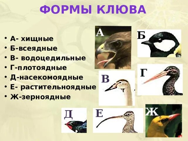 Клюв зерноядных птиц. Птицы насекомоядные и растительноядные. формы клюва у птиц. растительноядные насекомоядные хищные всеядные.