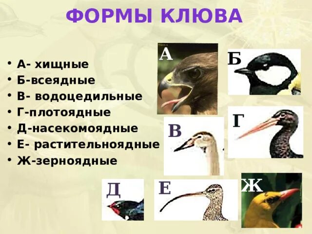 Объясните роль растительноядных и насекомоядных птиц. Формы клюва у птиц. Птицы Насекомоядные и растительноядные. Всеядный клюв. Насекомоядный клюв.