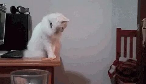 Кошка скидывает