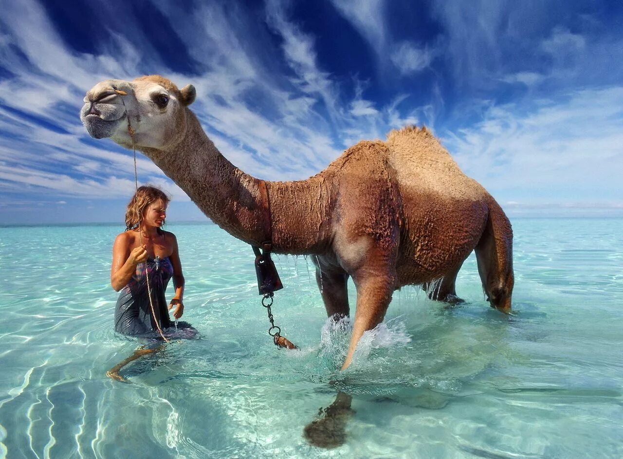каспийское море верблюды. верблюд плывет. верблюд купается. верблюды плавают. с караваном на море.