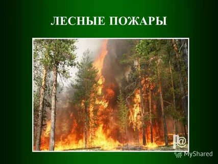 Лесные пожары презентация
