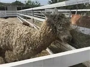 Альпака ферма лу лу