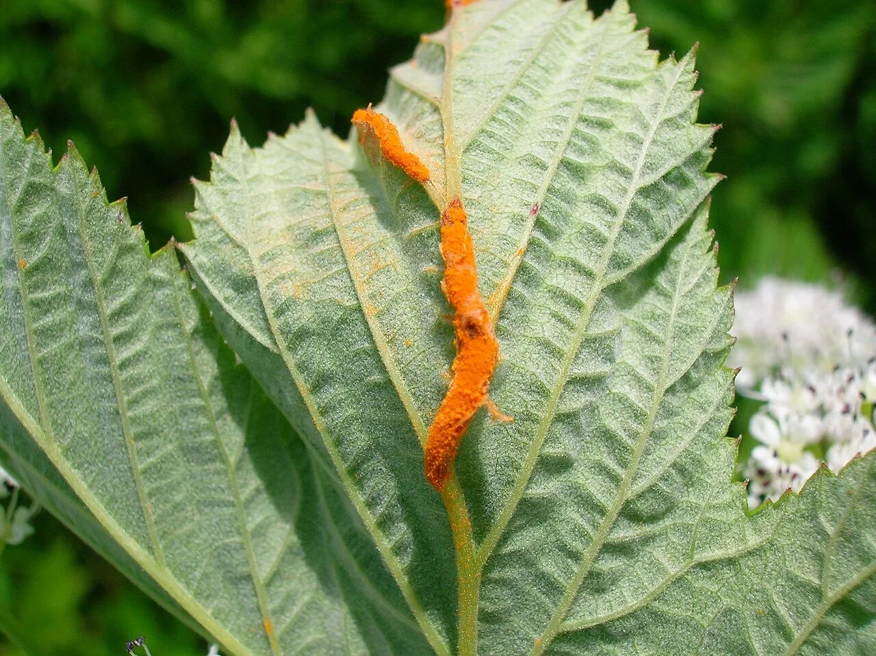 Крапива болезнь. Бокальчатая ржавчина. Puccinia caricis. Бокальчатая ржавчина смородины. Малиновая стеблевая галлица.