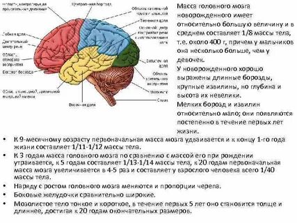 Масса больших полушарий