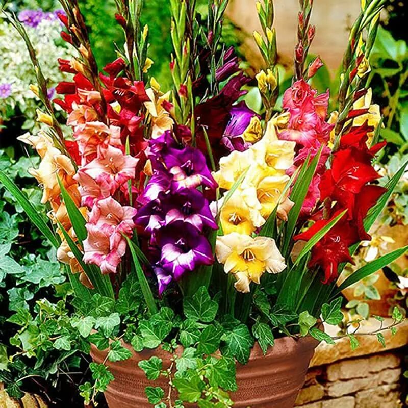 Посадка гладиолусов в кашпо. Гладиолус микс Дварф Gladiolus Mix Dwarf. Гладиолусы в горшках. Гладиолусы в горшках на улице. Гладиолусы в кашпо.