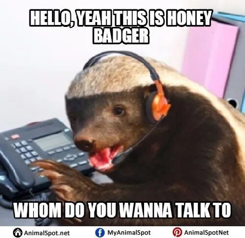 Мемы Honey Badger. Медоед Мем. Honey Badger спасибо пожалуйста.
