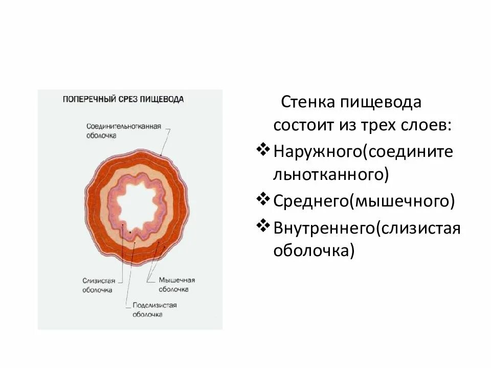 Анатомические сужения пищевода. Строение пищевода биология 8 класс. Стенка пищевода образована двумя слоями. Стенка пищевода образована двумя слоями. Строение стенки пищевода поперечный срез.