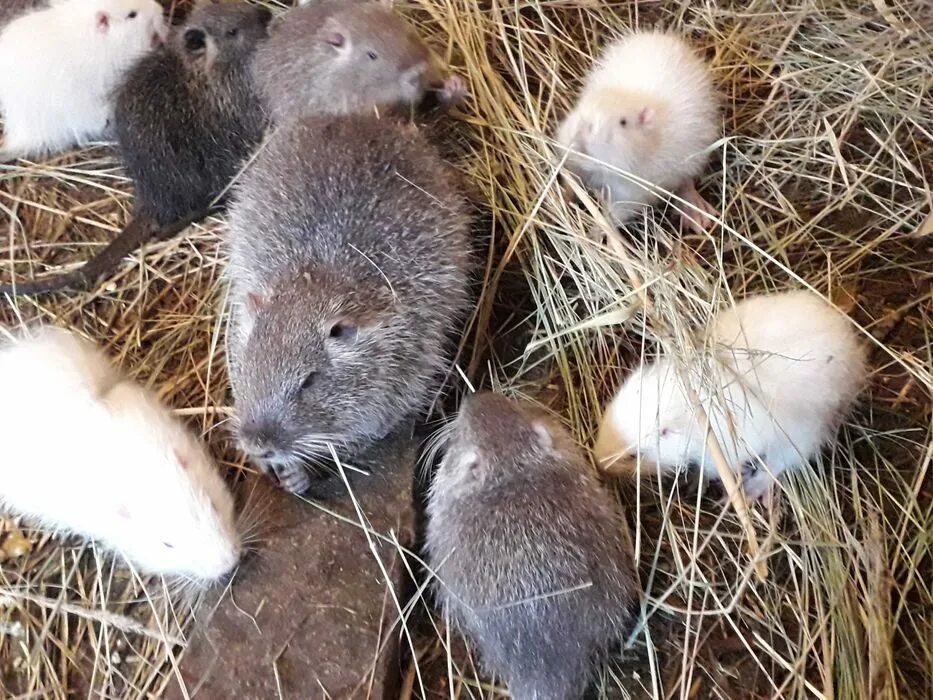 Нутрия продать. Кролики и нутрии. нутрия белая.