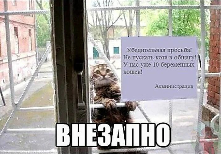 Пустить пущу. Кот и компьютер. Дорогая ты запустила кота. Убедительная просьба не пускать кота в общагу. Не пущу картина маковского.