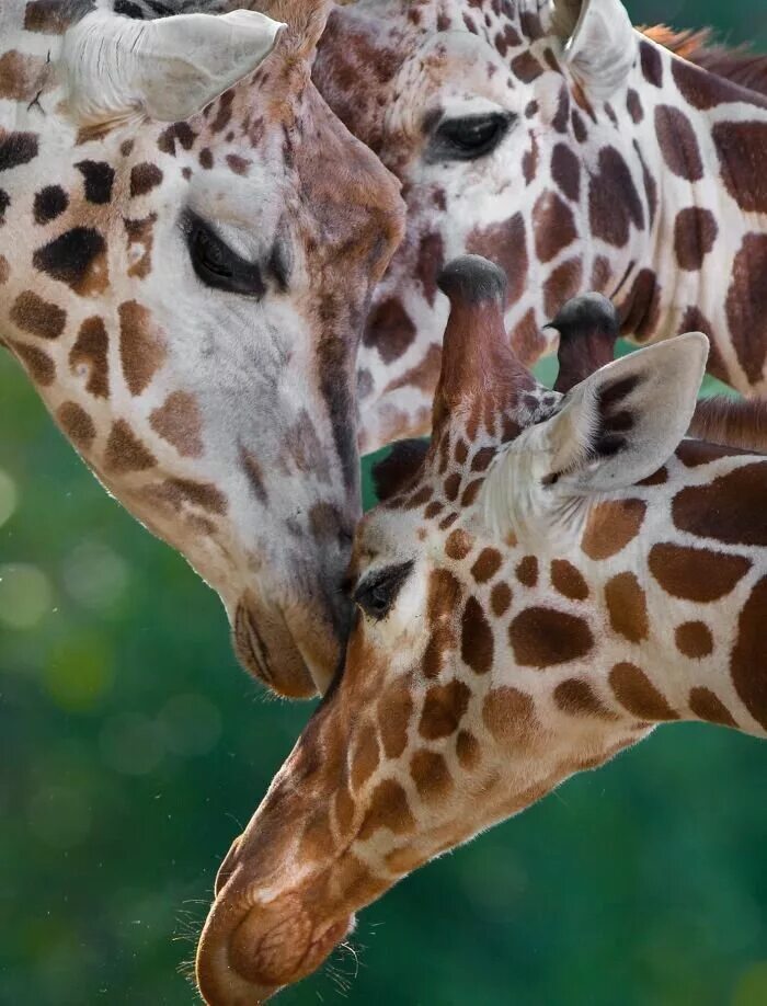 Capture animals