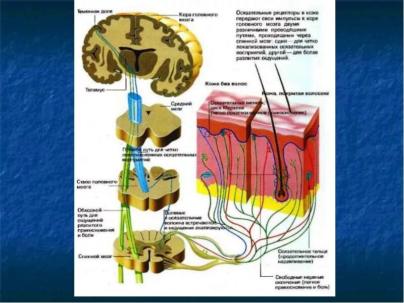 Сенсорная система кожной чувствительности. Проводящие пути кожного анализатора. Осязательные рецепторы. Осязательные рецепторы кожи.