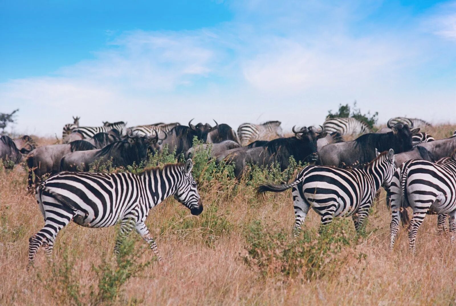 Зебра гну. Masai mara zebra. зебры парк танзания. гну. гну и зебры.