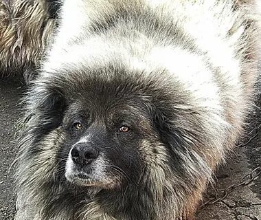 Кавказские больше