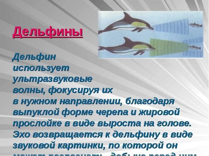 Урок конференция ультразвук и инфразвук. Ультразвук и инфразвук. ультразвук презентация. инфразвук и ультразвук презентация. ультразвуковая волна презентация.