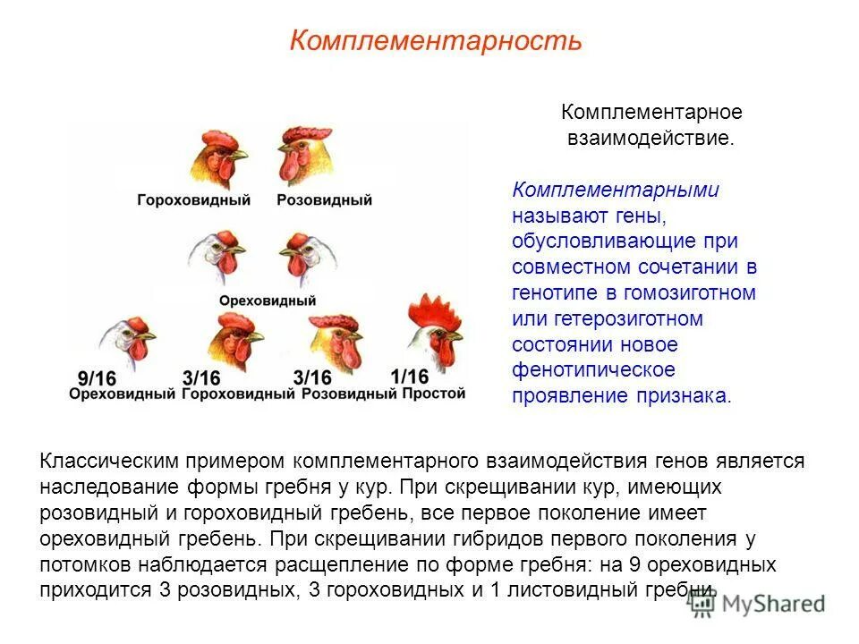Формы взаимодействия аллельных и неаллельных генов. Взаимодействие аллельных и неаллельных генов таблица. взаимодействие аллельных генов таблица. взаимодействие неаллельных генов плейотропия. типы взаимодействия аллельных генов таблица.